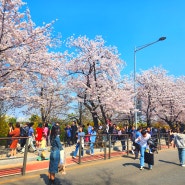 2024 서울 벚꽃 명소 추천