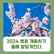 2024 벚꽃 개화시기 만개시기 올해 앞당겨진다.