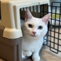 [고양이 건강검진] 대구 동물심장전문병원 <진심동물내과심장병원>에서 단미도 고양이 심장건강검진 받고왔어요