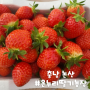 대전 근교 딸기체험 | 논산 온누리 딸기농장 | 놀거리 가득한 아이랑 가기 좋은 곳