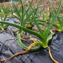 3월 양파 마늘밭! 살균 살충제 엽면시비 & 잡초 뽑기