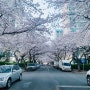 부산 분홍 꽃물결 남천삼익비치 벚꽃거리