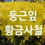 대성농원 둥근잎 황금사철나무 입고🌳🌳