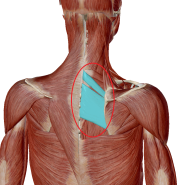 견갑배신경(Dorsal Scapular nerve, DSN)이 일으키는 통증, 날개뼈 통증, 견갑내측 통증, 등 통증에 대해서