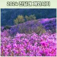 2024 진달래 꽃 개화시기 꽃말 철쭉 차이점