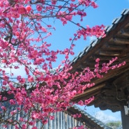 [경남 양산 여행] 봄을 향기가 가득한 통도사 홍매화 개화상황