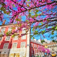 포르투갈의 봄날