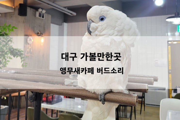 대구 앵무새카페 아이와가볼만한 이색 체험장소 버드소리수성점