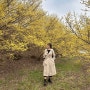 노오란 빛으로 물든 지리산 구례산수유꽃축제 3월 국내여행으로 추천