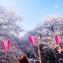 2024 일본 벚꽃 개화시기 만개시기 도쿄 벚꽃명소 메구로 이노카시라공원 도쿄 갈만한곳