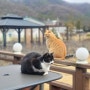 전주 한옥카페 명천재 고양이들과 함께 따뜻한 차 한잔!