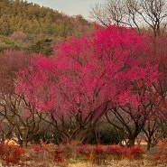 대구 꽃구경 홍매화 개화 상황 만개 시기🌸