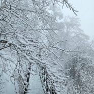 영동 민주지산 눈꽃산행 자연휴양림코스 1일2산