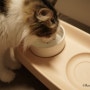 버디부 애착식기 올바른 자세를 위한 고양이 밥그릇 추천해요.