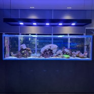 [위례,서울] 열대산호와 물고기를 만날수있는 분위기 좋은 카페 <카페쉘리.>