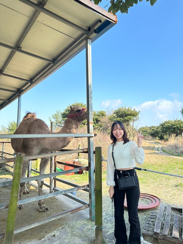 제주 표선 낙타트래킹 체험 할인 제주도 동쪽 관광지 아리랑혼...