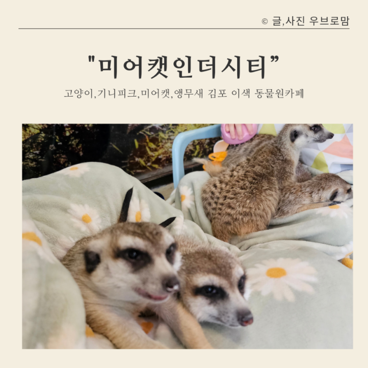 [경기도 김포]미어캣인더시티 작은 동물원 구래동 이색동물카페...