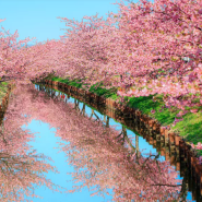 나고야 근교 여행 | 미에현 가사마츠 카와즈 벚꽃길