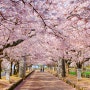 봄꽃이 모두 모인 '오무라 하나마쓰리(꽃축제)'