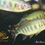 Barilius ardens / 翡翠镜鱼。