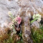 담양의 맛, 담양의 멋, 담양의 꽃 담양에서 꽃피우는 한정식 이모저모 자세한 포스팅