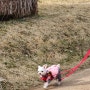 대전 둔산동 가볼만한곳 강아지 산책하기 좋은 둔산선사유적지 애견동반가능한 공원