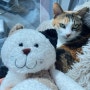 본디자인랩의 귀여운 고양이 애착 인형이 내 바디필로우