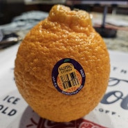 #584 미국에서 파는 한라봉 Sumo Citrus