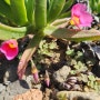 갤러리에 저장된 봄꽃들 어차피 일기같은 포스팅 뭐라도 쓰기 --손놓고 있다가 돌아가기를 잊을라
