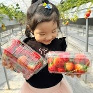 경남 아이와 실내 가볼만한곳 함안 미주딸기농장 딸기체험