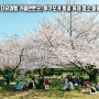 일본 규슈여행 가볼만한곳 후쿠오카 벚꽃 축제 명소 마이즈루 공원