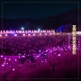 포천 허브아일랜드 핑크 애견동반 가볼만한곳 불빛동화축제