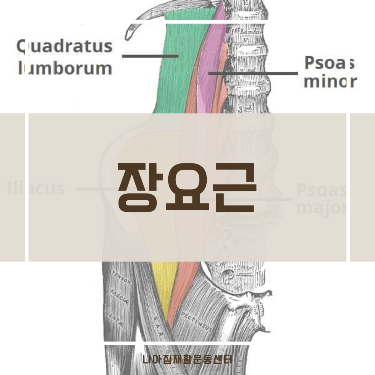 대요근 (큰허리근, psoas major) 장골근 (엉덩근, iliacus) 해부학 - 허리 골반 통증 시 체크 근육 : 네이버 블로그