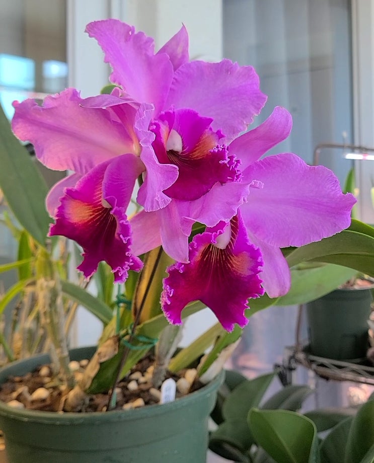 Cattleya 'Taiwan King' 타이완킹 : 네이버 블로그