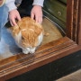 대전역카페추천 : 조용하고 고양이 있는 소제화실