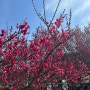 2024 봄은 여기 “광양 매화마을” (매실아이스크림, 파전)
