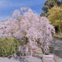 일본(日本) 교토(京都) 벚꽃(さくら)여행 2일차 7.신뇨도(真如堂)