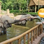 싱가포르 여행 : 싱가포르 동물원, 입장권 구매하기, 코끼리, 얼룩말 먹이주기
