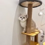 의정부 펫인쥬동물메디컬센터에서 고양이 중성화 비용
