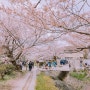 일본(日本) 교토(京都) 벚꽃(さくら)여행 2일차 6-2.철학의 길(哲学の道)