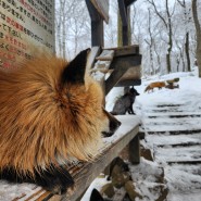 일본 여우 동물원 자오 마을 Zaō Fox Village