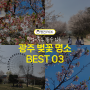 2024 전라도 광주 벚꽃 개화시기 및 벚꽃 만개 명소 BEST 3