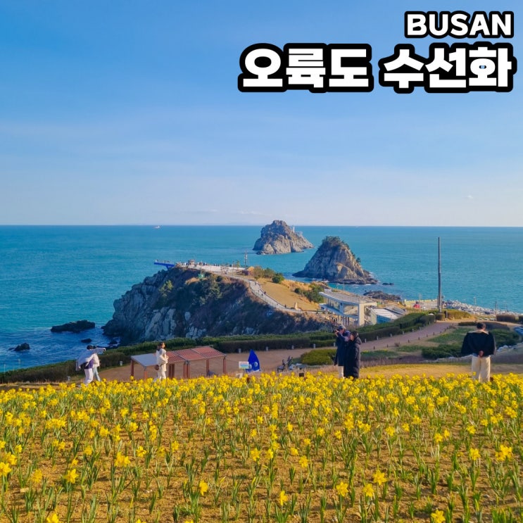 오륙도 수선화 개화상황 해맞이공원 주차장 부산 가볼만한곳