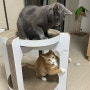 [고양이/용품] 두잇 티라미수 보드 tiramisu board_ 고양이 스크래쳐