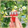 [양산] 원동 동방딸기 울산근교딸기체험 예약 방법, 주차장