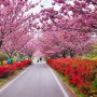 서산 2024년 꽃길지도 안내 : 올해도 서산은 온통 핑크빛 세상(벚꽃 등 개화예상일)