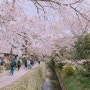 일본(日本) 교토(京都) 벚꽃(さくら)여행 2일차 6-1.철학의 길(哲学の道)