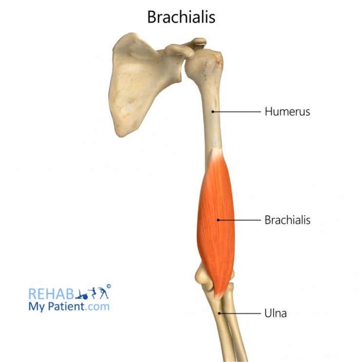 완정역 전문PT[피렉스 휘트니스]_ 상완근[ Brachialis] : 네이버 블로그