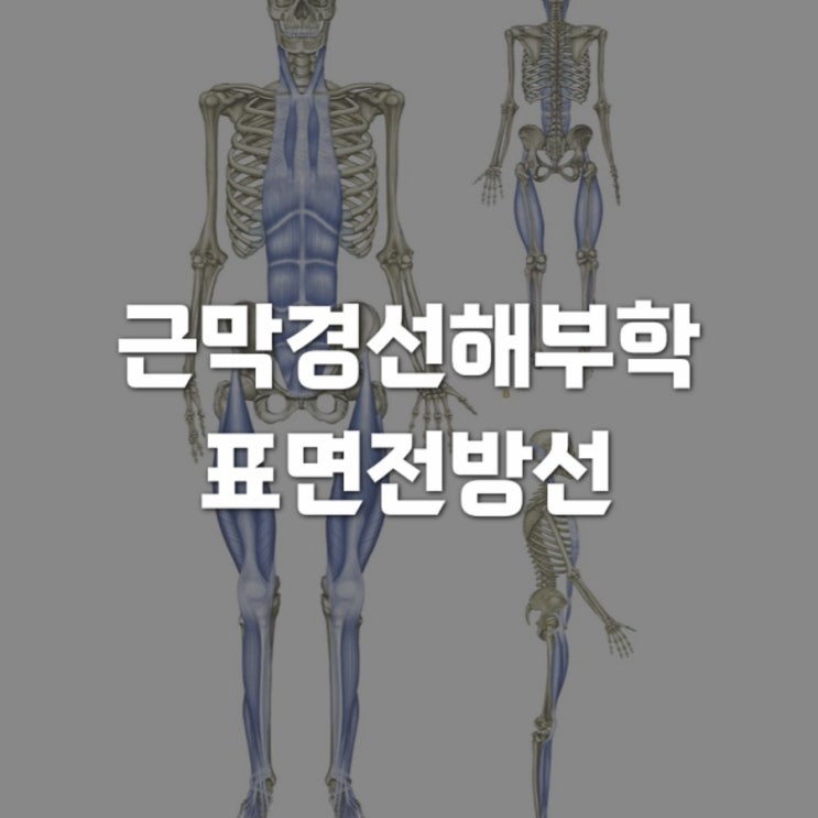 근막경선 해부학 : 표면전방선(SFL) 1 - 발등부터 허벅지까지 : 네이버 블로그