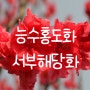 🌺대성농원 능수홍도화, 서부해당화 입고🌺